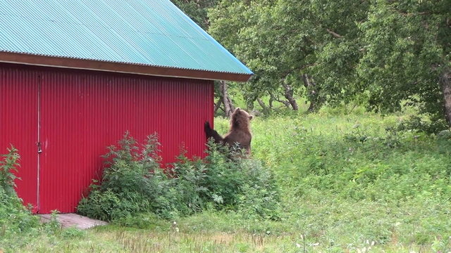 Brown bear near the house.