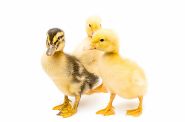 ducklings isolated