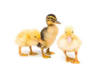 ducklings isolated