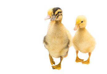 ducklings isolated