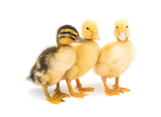 Fototapeta premium ducklings isolated