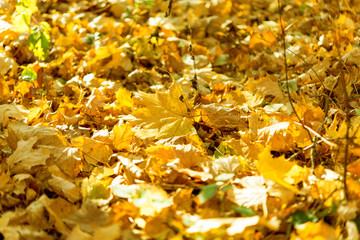 last autumn yellow leaves