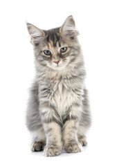 maine coon kitten