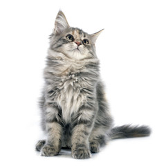 maine coon kitten