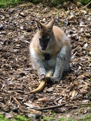 Kangaroo in the UK zoo