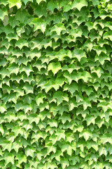 Green leaves background