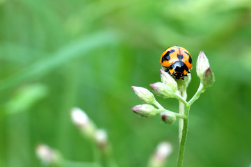 Ladybug on leaf