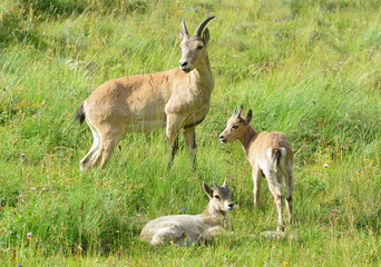 The West Caucasian tur