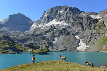 The West Caucasian tur