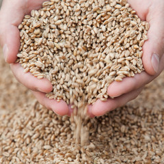 Hands with a grain of wheat closeup