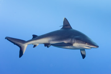 Obraz premium shark attack underwater