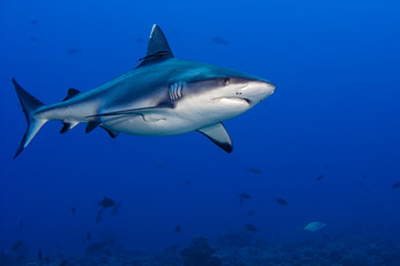 Naklejka premium shark attack underwater