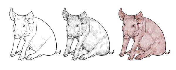 Drawing of pig