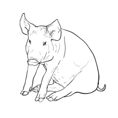 Drawing of pig