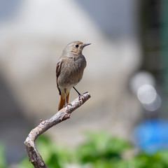 Adult wild bird photographed close. ruticilla