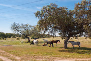 Fototapeta na wymiar Horses in the pastures. Spring day. Extremadura, Spain