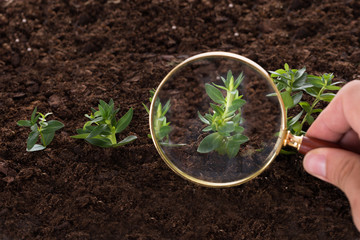 Inspecting sapling with magnifying glass