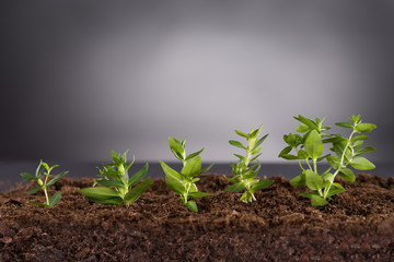 Green plants growing in soil
