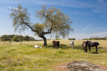 Horses in the pastures. Spring day. Extremadura, Spain