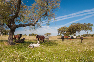 Horses in the pastures. Spring day. Extremadura, Spain - 70982072