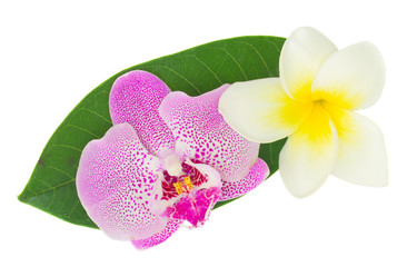 pink  orchid and frangipani