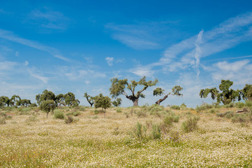 Pastures in Extremadura, Spain. Many oak trees and blue sky