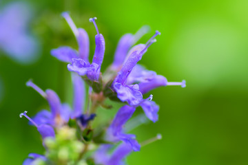 Salvia nemoros, Blue Hill, Labiatae, Europe-Asia center