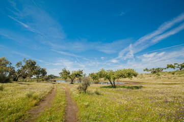 Fototapeta na wymiar Pastures in Extremadura, Spain. Many oak trees and blue sky
