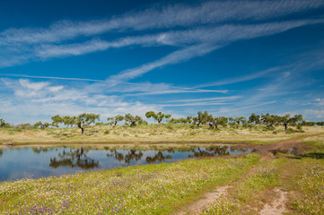 Fototapeta na wymiar Pastures and pond. Extremadura, Spain. Oak trees and blue sky