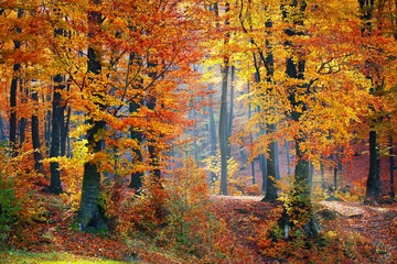 Zelfklevend Fotobehang Light in autumn forest © Valiphotos