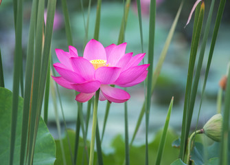 Fototapeta premium blooming lotus flower