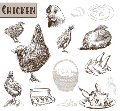 chicken breeding