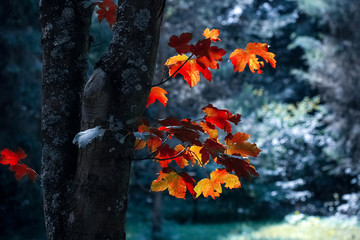 Autumn oak leaves