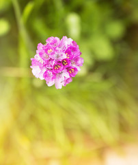 Obraz premium Pink flower in autumn garden, top view