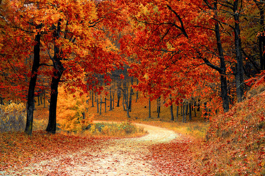 Fototapeta Road through the forest with autumn trees 