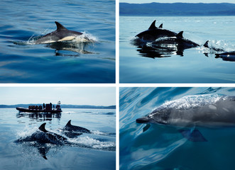 Delfintour © Friedberg