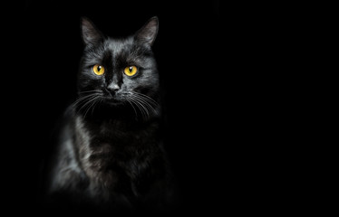 black cat on black - obrazy, fototapety, plakaty