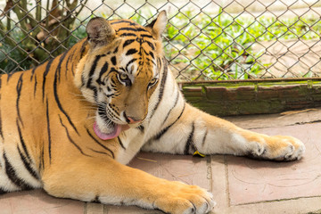 Tiger (Panthera tigris) clean his body