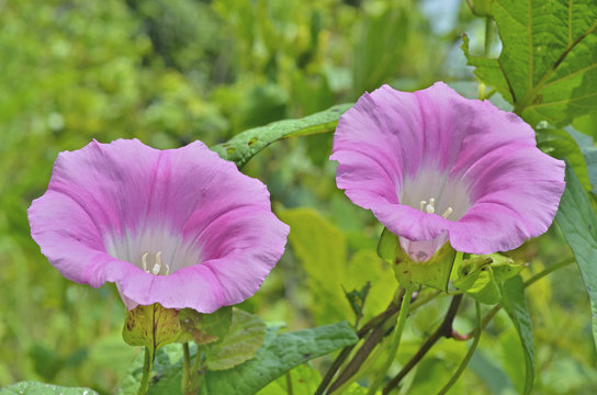 Flowers Of Bindweed 4