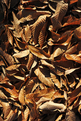 Autumn leaves