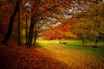 Autumn leaves on the ground