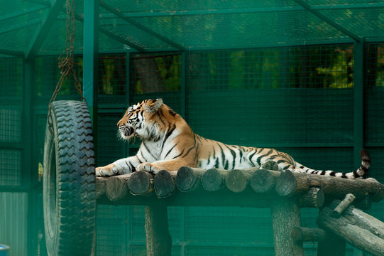 tiger in zoo