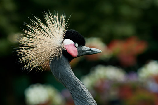 black crowned crane