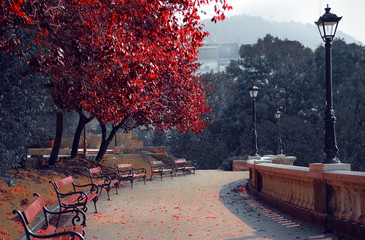 Red trees in the park