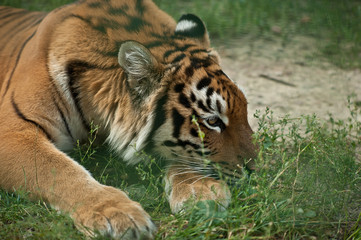 Fototapeta na wymiar tiger in zoo