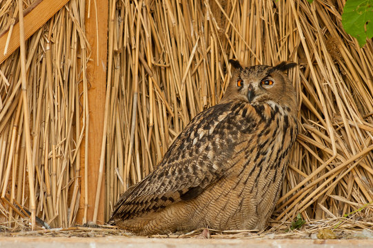 brown owl on the background of straw