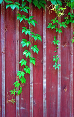 Parthenocissus branch on burgundy wooden fence (vertical image)