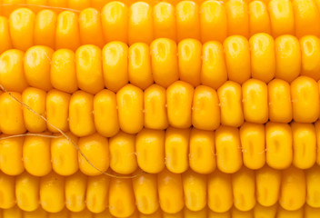Yellow sweet corn