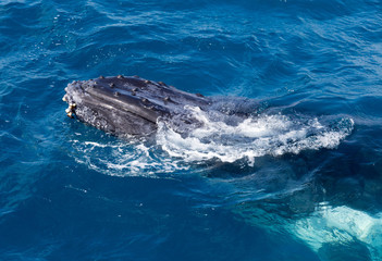 Naklejka premium Whale in Hervey Bay