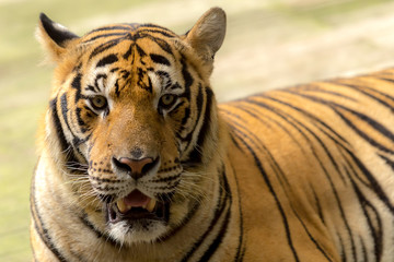 tiger (Panthera tigris) staring at me